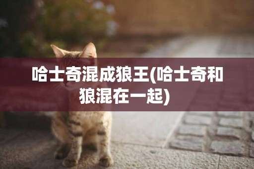 哈士奇混成狼王(哈士奇和狼混在一起) 