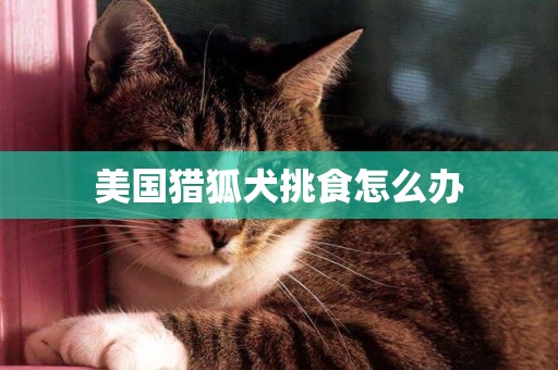 美國獵狐犬挑食怎么辦