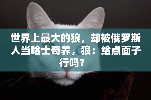 世界上最大的狼，卻被俄羅斯人當哈士奇養，狼：給點面子行嗎？ 