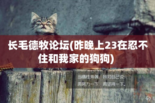 長毛德牧論壇(昨晚上23在忍不住和我家的狗狗) 