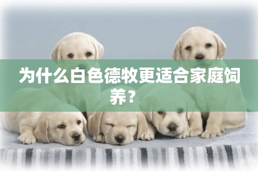 為什么白色德牧更適合家庭飼養？ 