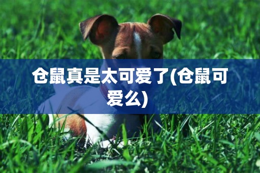 倉鼠真是太可愛了(倉鼠可愛么) 