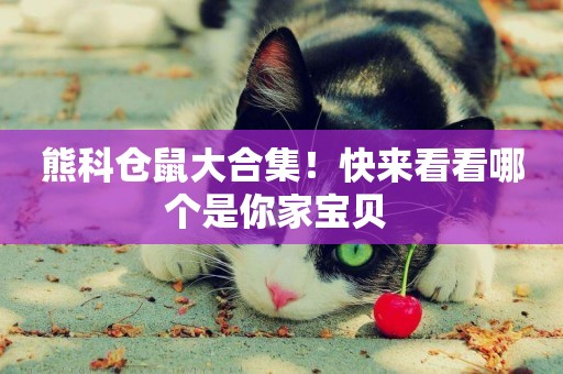 熊科倉鼠大合集！快來看看哪個是你家寶貝 