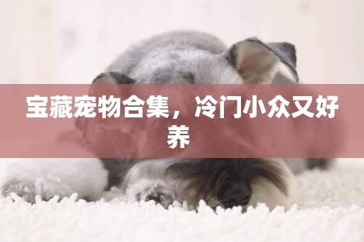 寶藏寵物合集，冷門小眾又好養 