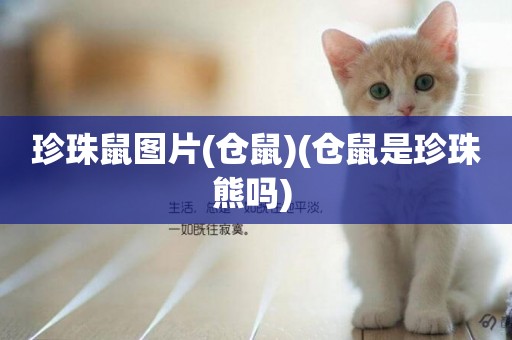 珍珠鼠圖片(倉鼠)(倉鼠是珍珠熊嗎) 