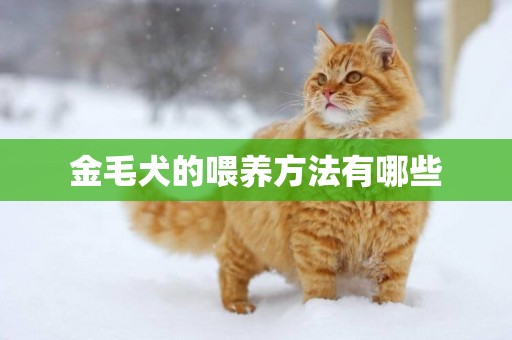 金毛犬的喂養方法有哪些