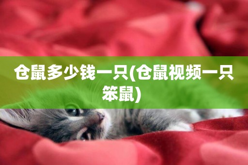 倉鼠多少錢一只(倉鼠視頻一只笨鼠) 