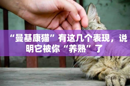 “曼基康貓”有這幾個表現，說明它被你“養熟”了 