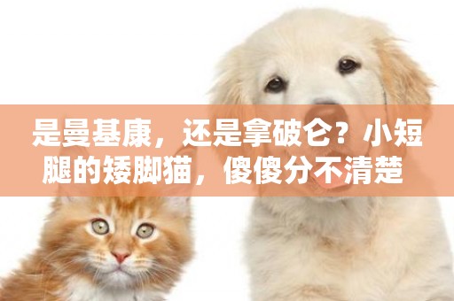 是曼基康，還是拿破侖？小短腿的矮腳貓，傻傻分不清楚 