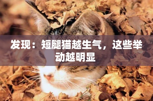發現：短腿貓越生氣，這些舉動越明顯 