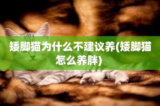 矮腳貓為什么不建議養(矮腳貓怎么養胖) 