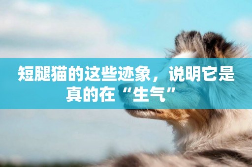 短腿貓的這些跡象，說明它是真的在“生氣” 