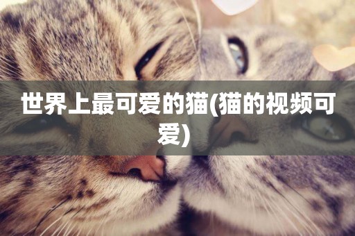 世界上最可愛的貓(貓的視頻可愛) 