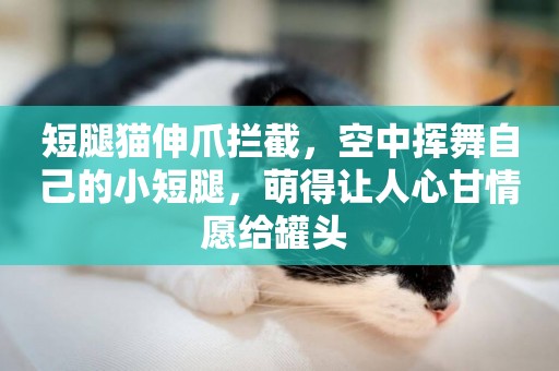 短腿貓伸爪攔截，空中揮舞自己的小短腿，萌得讓人心甘情愿給罐頭 