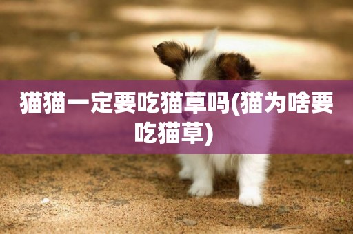 貓貓一定要吃貓草嗎(貓為啥要吃貓草) 