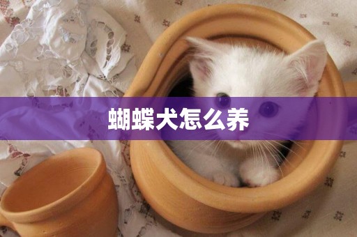 蝴蝶犬怎么養