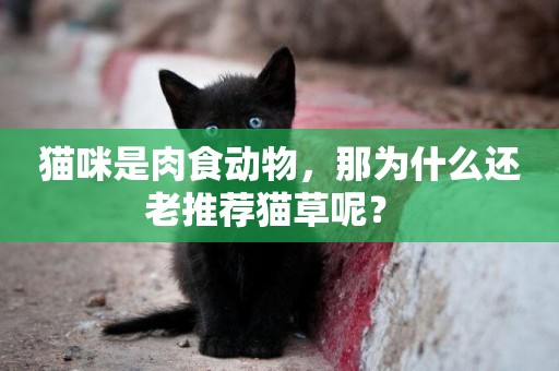 貓咪是肉食動物，那為什么還老推薦貓草呢？ 