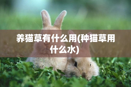 養貓草有什么用(種貓草用什么水) 