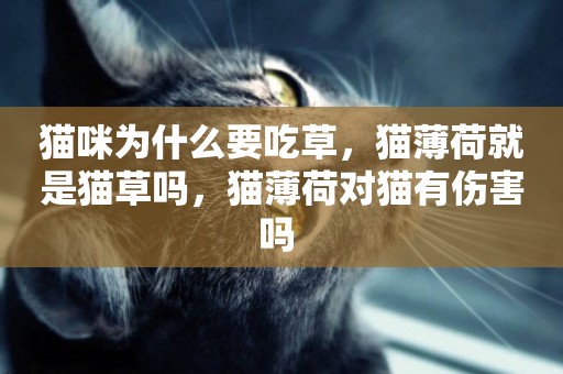 貓咪為什么要吃草，貓薄荷就是貓草嗎，貓薄荷對貓有傷害嗎 