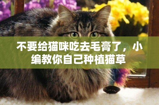 不要給貓咪吃去毛膏了，小編教你自己種植貓草 