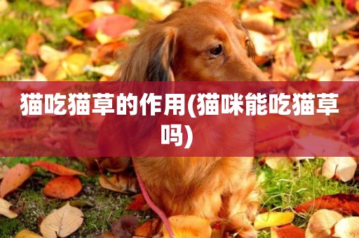 貓吃貓草的作用(貓咪能吃貓草嗎) 