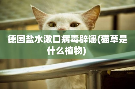 德國鹽水漱口病毒辟謠(貓草是什么植物) 