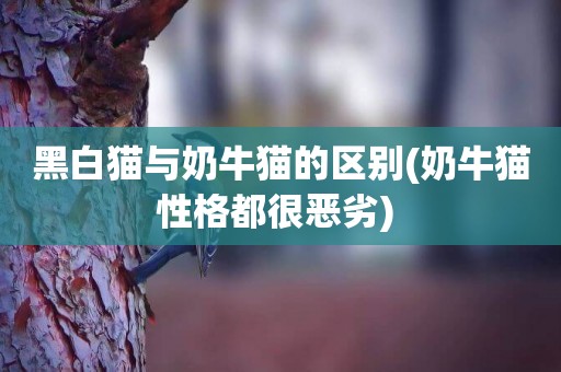 黑白貓與奶牛貓的區別(奶牛貓性格都很惡劣) 