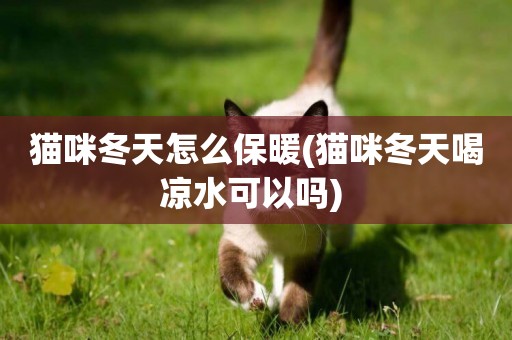 貓咪冬天怎么保暖(貓咪冬天喝涼水可以嗎) 
