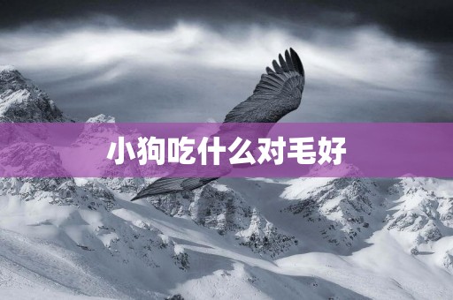 小狗吃什么對毛好