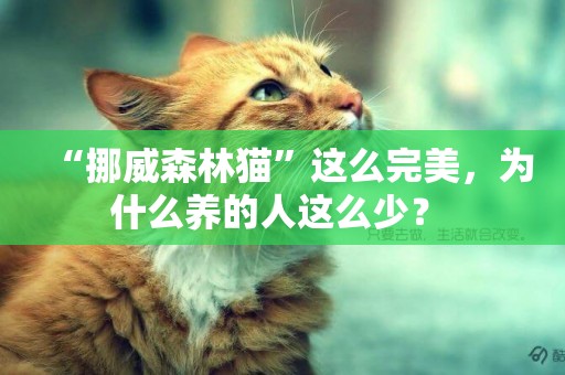 “挪威森林貓”這么完美，為什么養的人這么少？ 