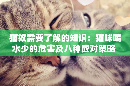 貓奴需要了解的知識：貓咪喝水少的危害及八種應對策略 