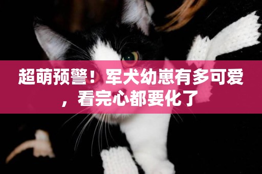 超萌預警！軍犬幼崽有多可愛，看完心都要化了 