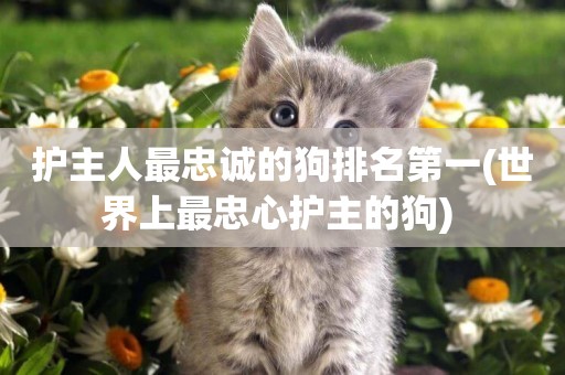 護主人最忠誠的狗排名第一(世界上最忠心護主的狗) 