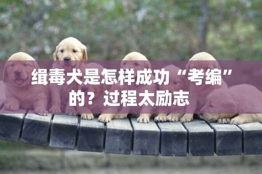 緝毒犬是怎樣成功“考編”的？過程太勵志 