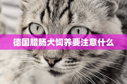 德國臘腸犬飼養要注意什么