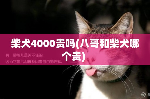 柴犬4000貴嗎(八哥和柴犬哪個貴) 