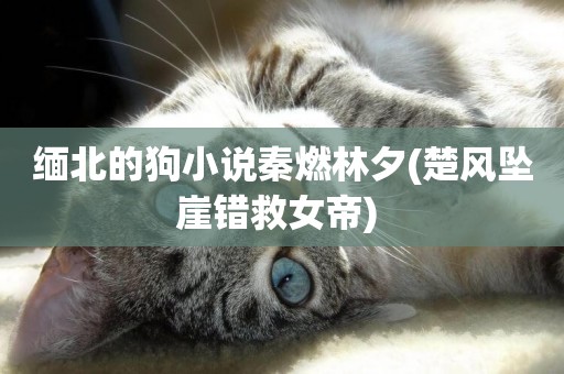 緬北的狗小說秦燃林夕(楚風墜崖錯救女帝) 