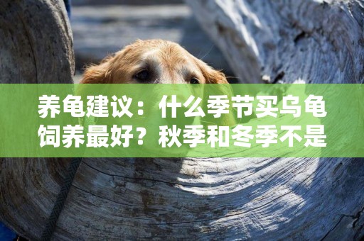 養龜建議：什么季節買烏龜飼養最好？秋季和冬季不是入龜的好時候 