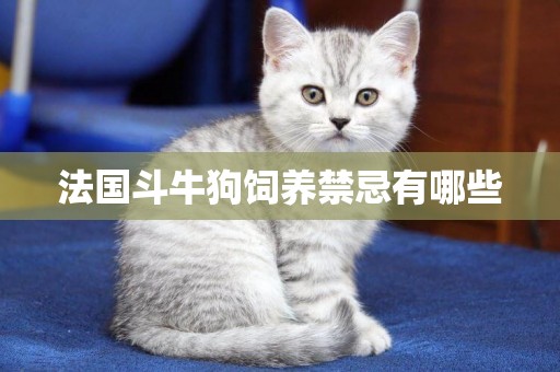 法國斗牛狗飼養禁忌有哪些