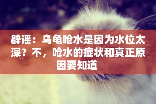 辟謠：烏龜嗆水是因為水位太深？不，嗆水的癥狀和真正原因要知道 