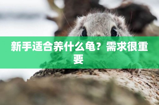 新手適合養什么龜？需求很重要 