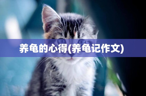 養龜的心得(養龜記作文) 