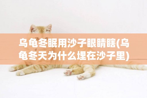 烏龜冬眠用沙子眼睛瞎(烏龜冬天為什么埋在沙子里) 