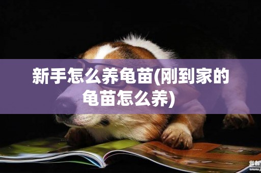 新手怎么養龜苗(剛到家的龜苗怎么養) 