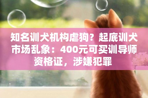 知名訓犬機構虐狗？起底訓犬市場亂象：400元可買訓導師資格證，涉嫌犯罪 