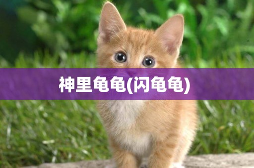 神里龜龜(閃龜龜) 