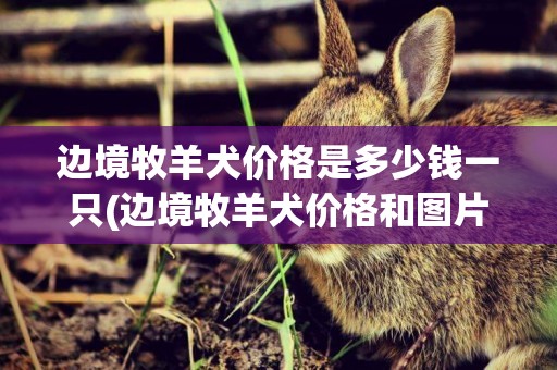 邊境牧羊犬價格是多少錢一只(邊境牧羊犬價格和圖片) 