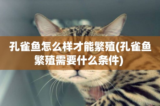 孔雀魚怎么樣才能繁殖(孔雀魚繁殖需要什么條件) 