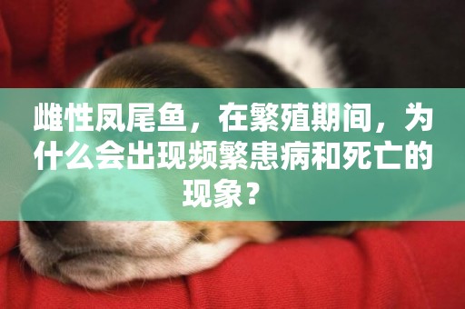 雌性鳳尾魚，在繁殖期間，為什么會出現頻繁患病和死亡的現象？ 