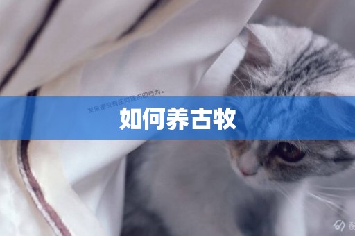 如何養古牧